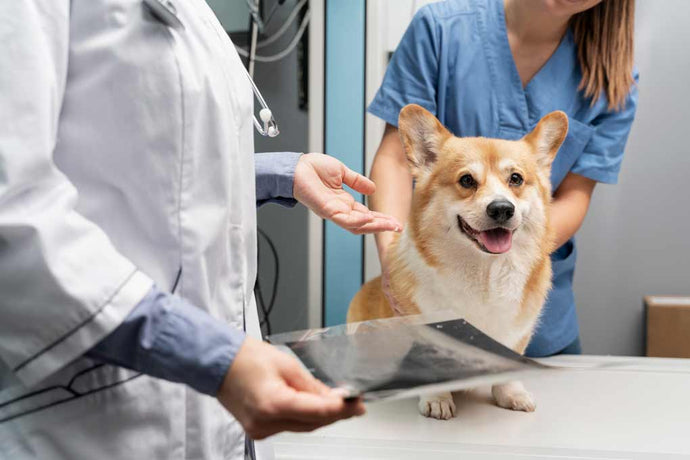 Médicos veterinarios sosteniendo una radiografía revisando a un perro