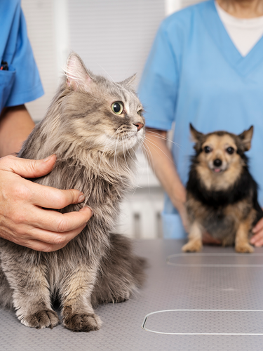 Gato y perro siendo atendidos en consulta veterinaria