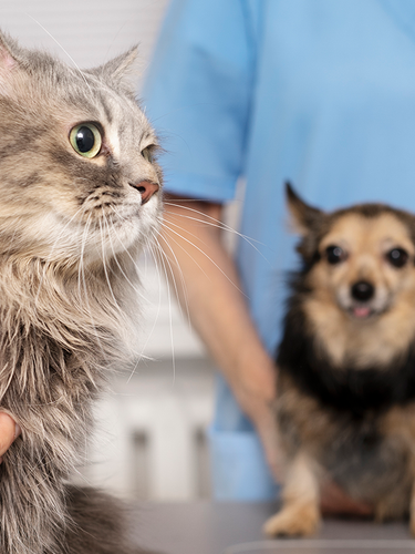 Gato y perro siendo atendidos en consulta veterinaria