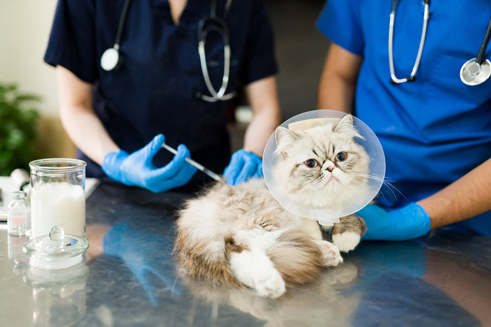 Médicos veterinarios vacunando a un gato